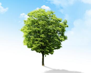 网站风格改怎样树立